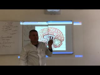 [edgar kafarov] midbrain. the structure of the midbrain. midbrain structure