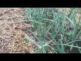 [nemaklai nemiklukho] this is what happens if you don't dig your garden for five years. garden without digging. organic farming in siberia