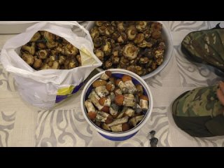 [molotkov] gained mushrooms svinushki (dunki) edible or not?