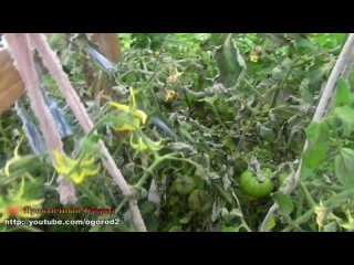 [practical vegetable garden] phytophthora on outdoor tomatoes in july